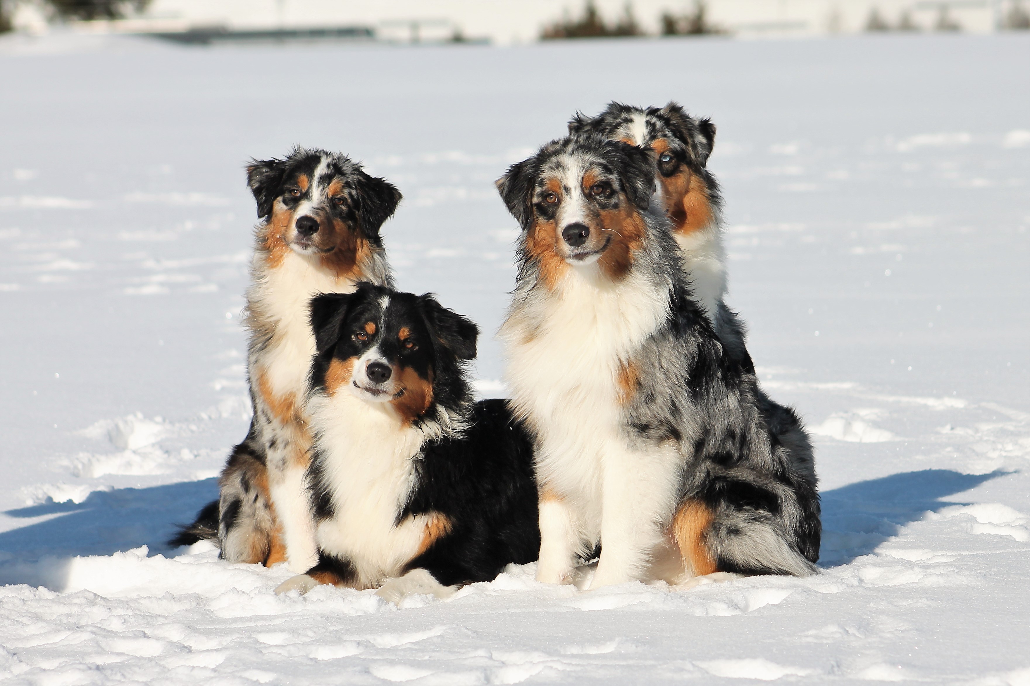 (c) Stonecarved-australian-shepherds.de